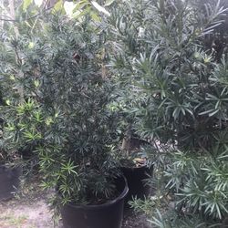 Podocarpus  Plants