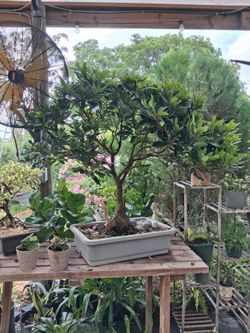 Japanese blueberry bonsai on sale now $550