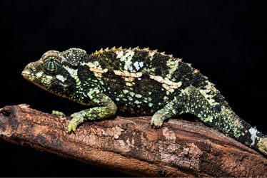 Free female Jackson Chameleon to a good home