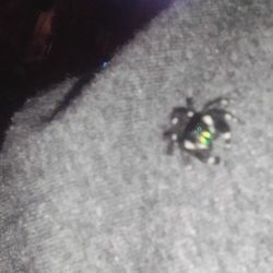 Jumping Spider Enclosure