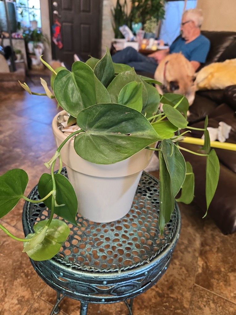 Heartleaf Philodendron In New 6in Ceramic Pot 