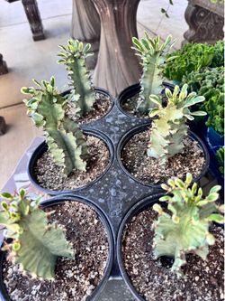 Variegated ghost cactus $12 each