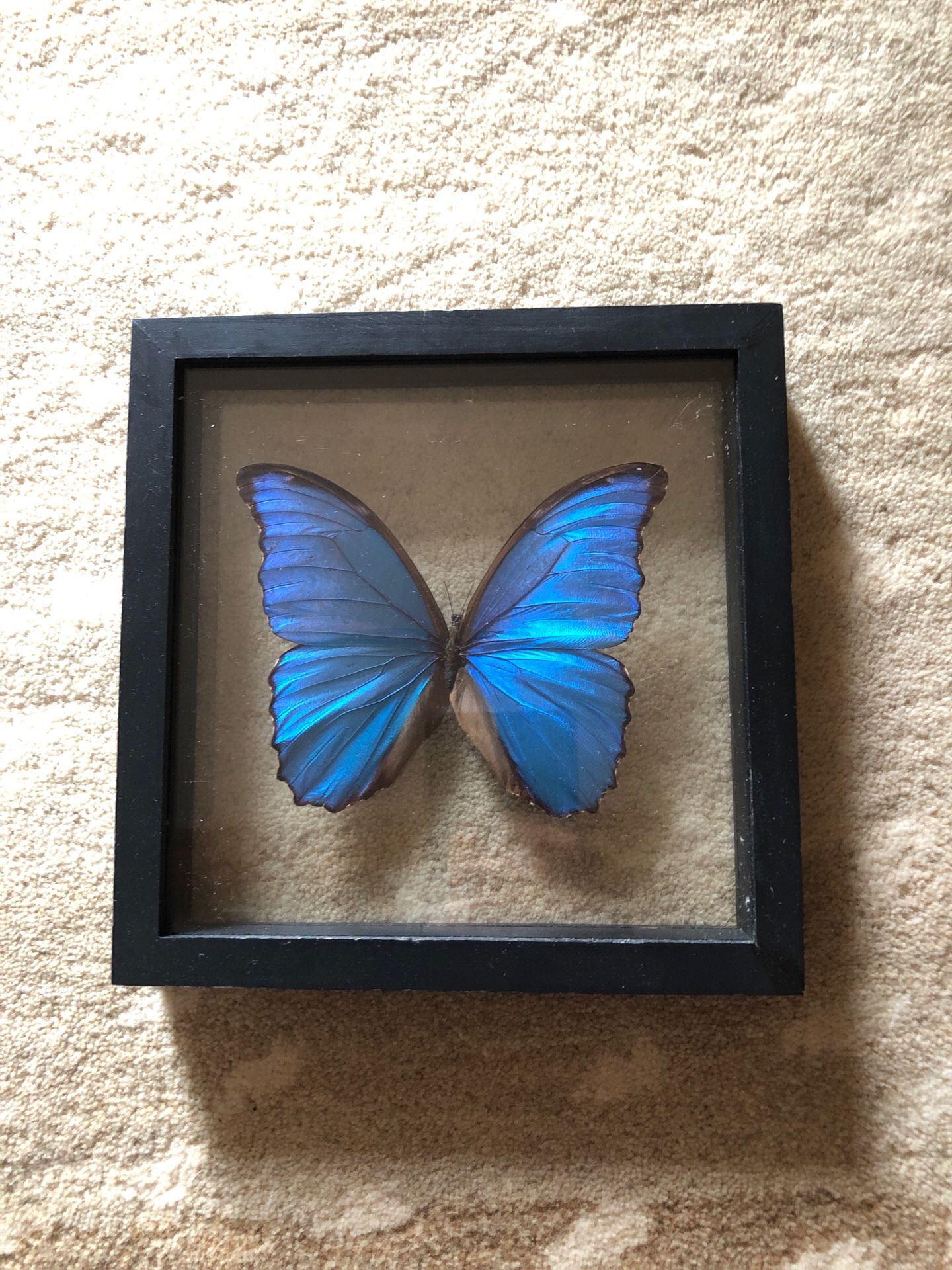 Butterfly wall and home or office decor art