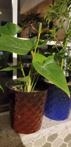 An indoor anturium plants flower that will bring love to your home