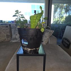 25 Dollar House Plant