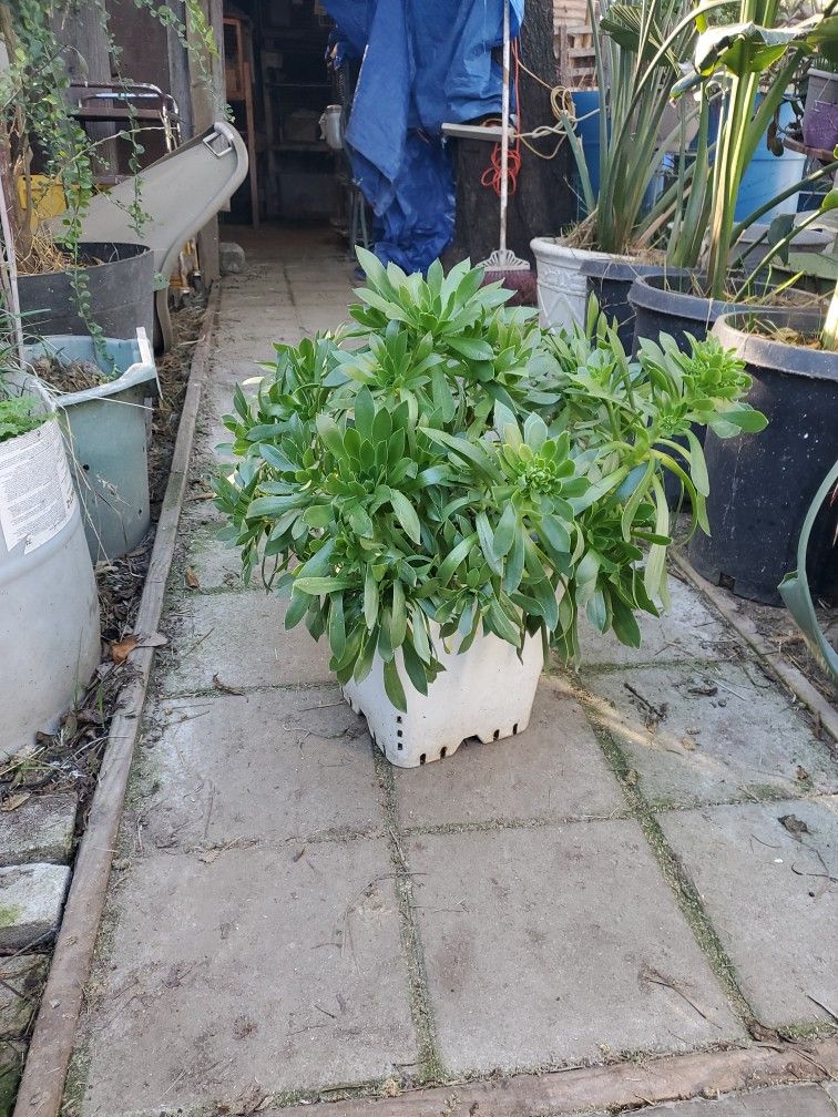 Very Large Heavy Plant 26 Inch Across