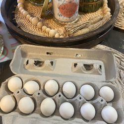 Belgium D’uccle Millie Fleur Hatching Eggs🐣