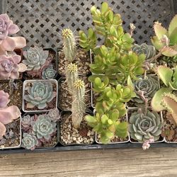 Succulents in 3” Pots