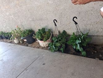 Plants 5 each
