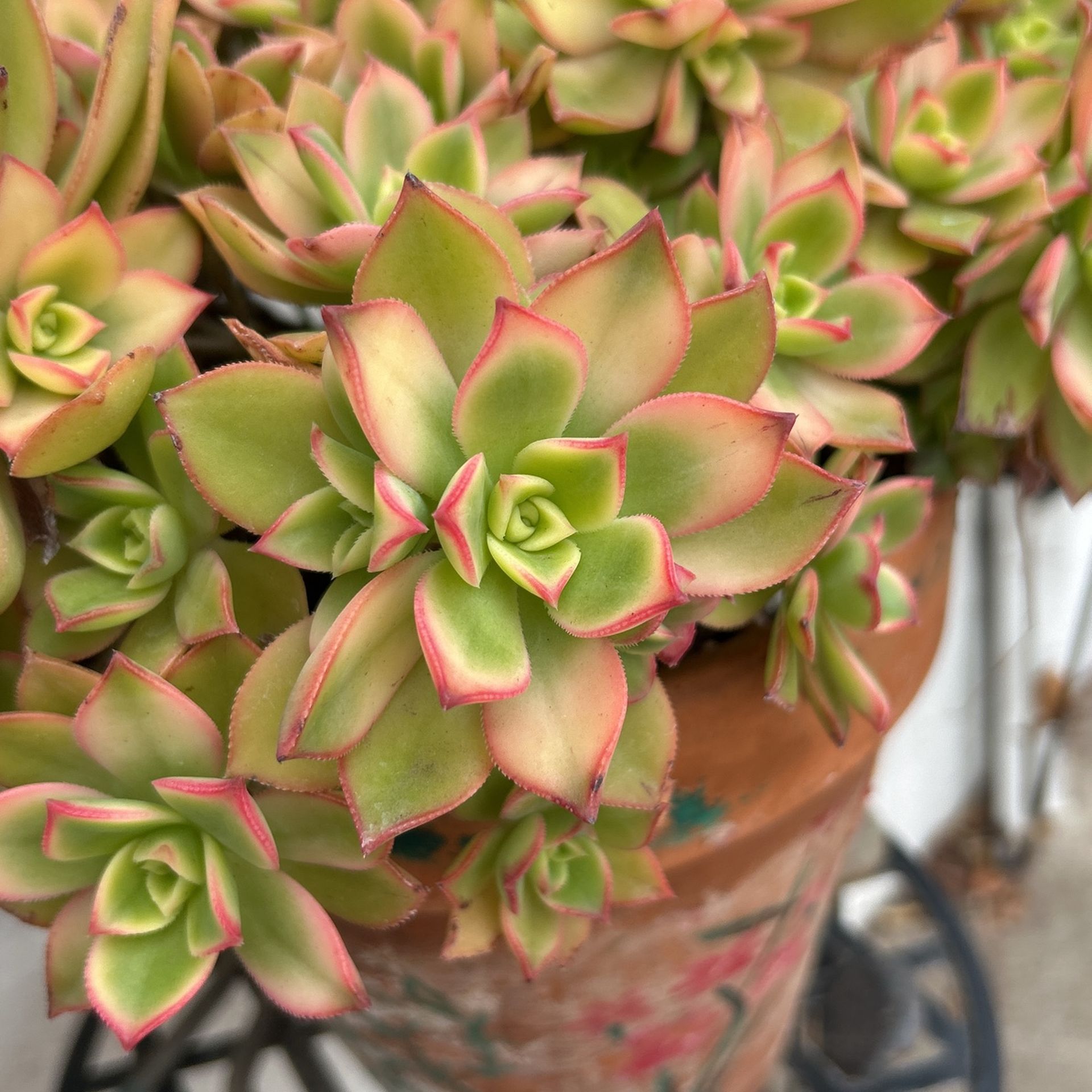 Variety Succulent Babies/Cuttings $3-$10