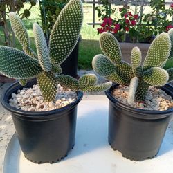 Succulent Bunny Ear Plant for Sale in Lake Forest, CA - OfferUp