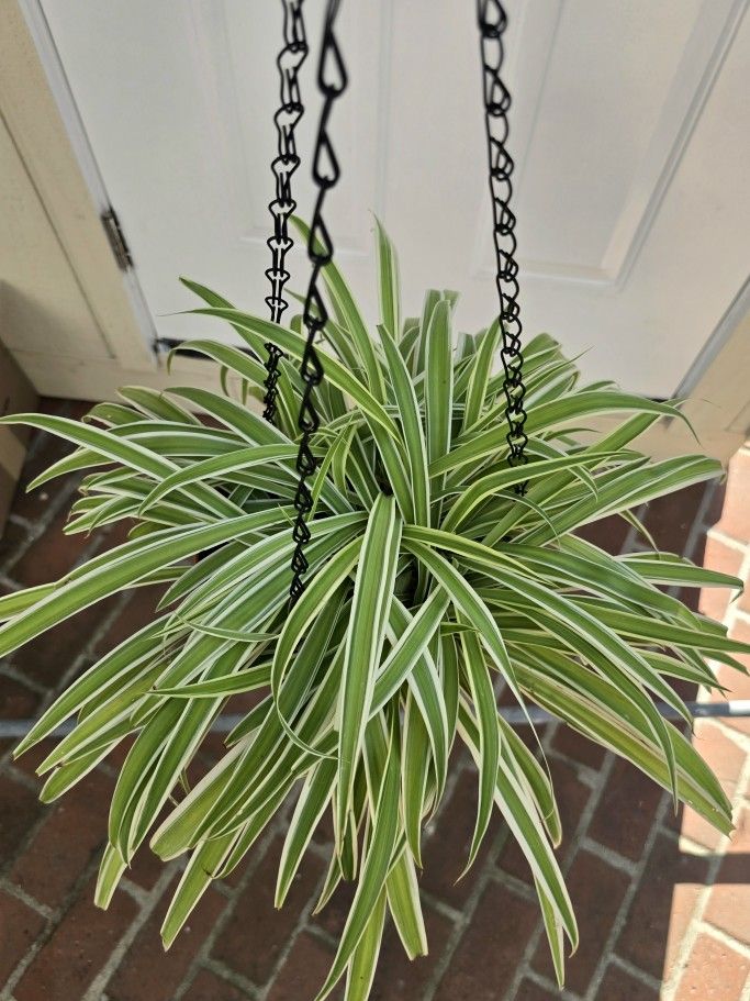 Spider Plant, Live Plant