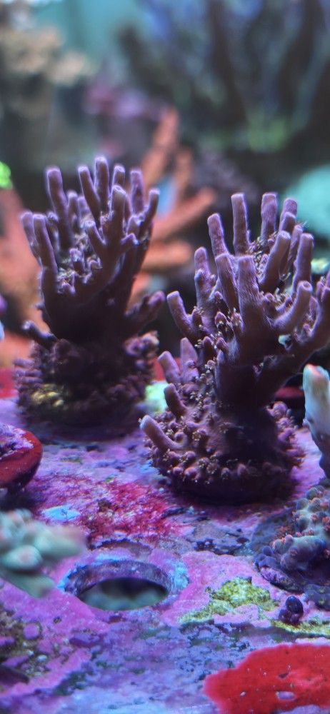 Sps Corals