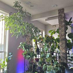 FICUS PLANT TREE