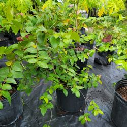 Fruit Trees Starting At $10
