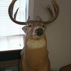 World Record White Tail Deer 
