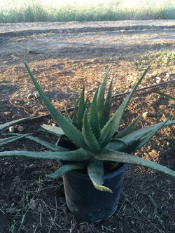 Aloe Vera plant