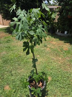 Chaya Plant Medesinal
