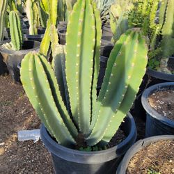 Apple Cactus 