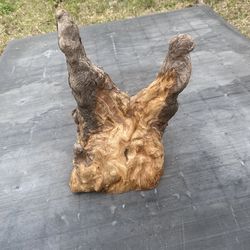 Cypress Knee 11.5”