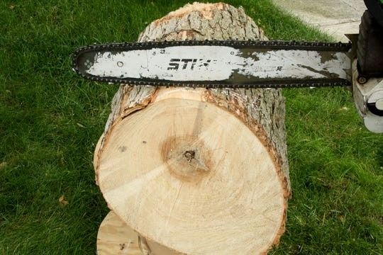 Firewood FREE (Needs to Be Cut)