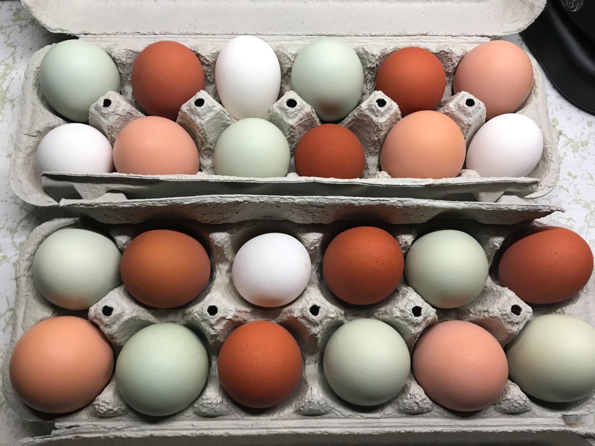 fresh farm chicken eggs