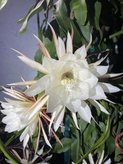 Queen Of The Night Cuttings. One Of The most beautiful and fragrant Flowers. See Cutting Prices Below.