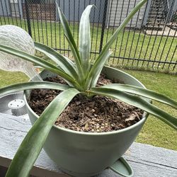 Self-Watering Pineapple Plant in 10" Pot - Fresh and Unique Home Decor Accent