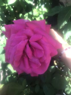Hermosas rosas 15 cada maceta