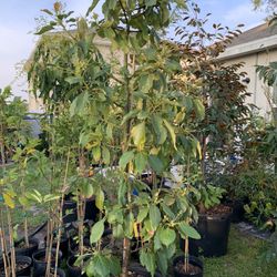 Florida Hass Avocado Tree With Flower (8 Ft Tall)25 Galon Pot (Will Fruiting Very Soon)