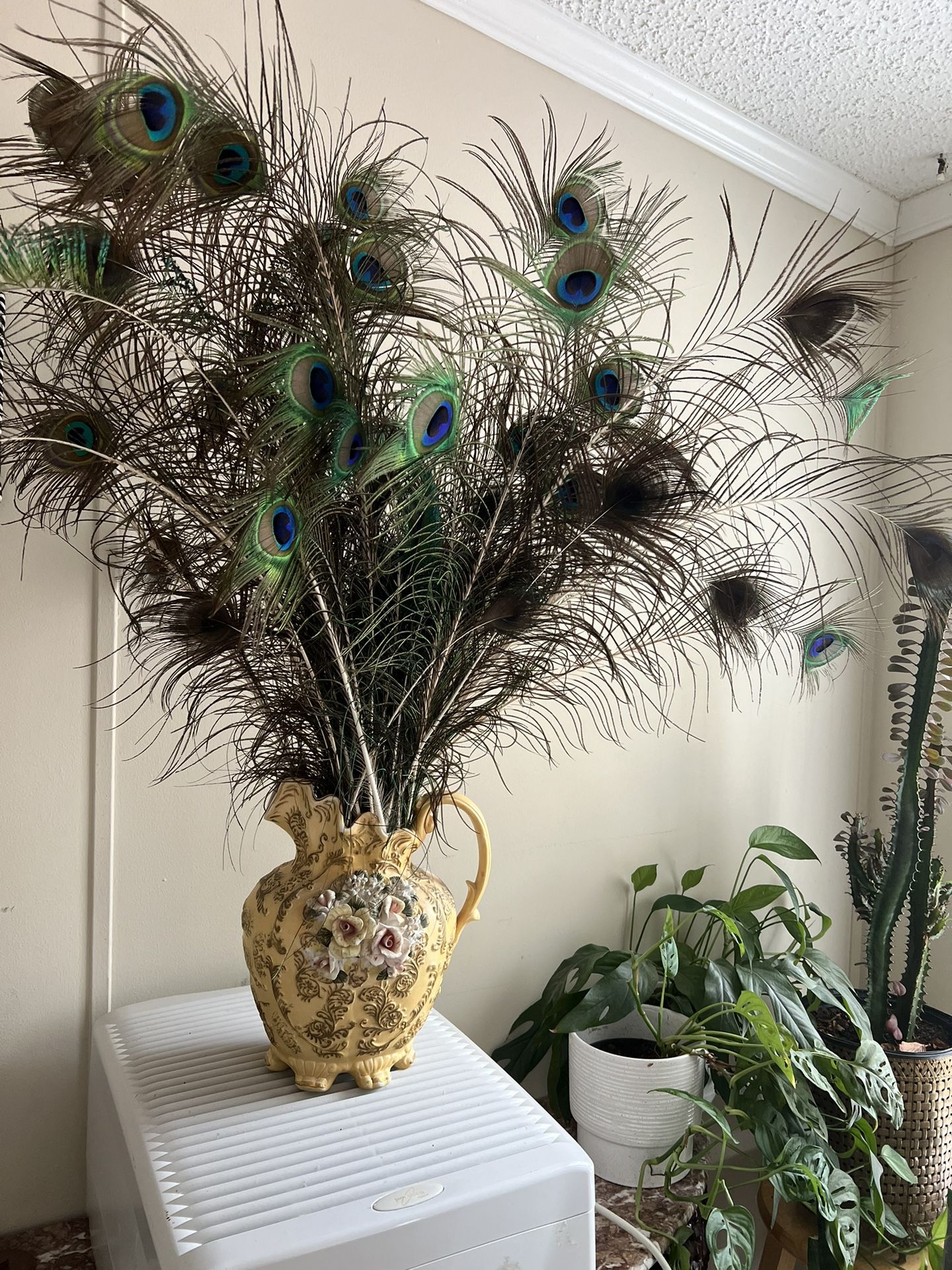 Beacoock Feathers