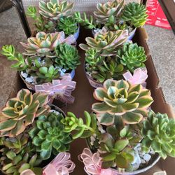Succulent Arrangements-center Pieces 