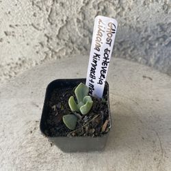 2 Inch Pot Succulent Plant - Ghost Echeveria -  Echeveria Lilacina Kimnach & Moran - Rooted & Established - Drought Resistant 🪴 Perfect Baby Bridal S