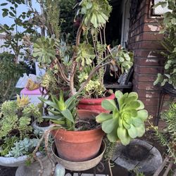 Beautiful Succulent Arrangement 