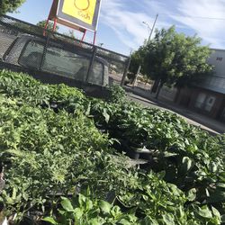 Plant Sale! $5 