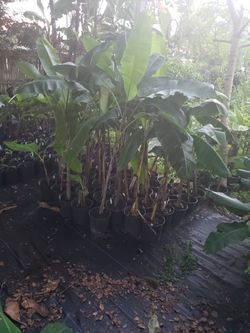 Pisang raja, pisang ceylon(mysore), and kandarin banana plants