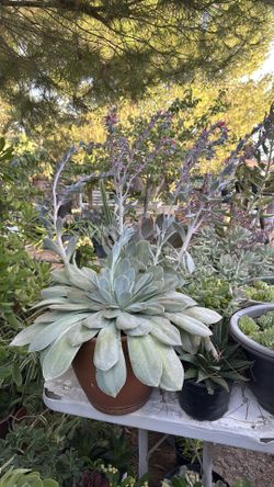 Succulent