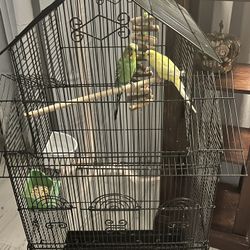 Bird Parakeet Cage Metal Everything Included