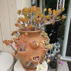 Jade Succulents Bonsai Plants In Large Terracotta Strawberry Pot 
