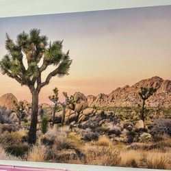 Joshua Tree Canvas Framed Photo 3.5x2.5 Ft