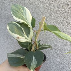 Beautiful Philodendron Rio Sport Plant