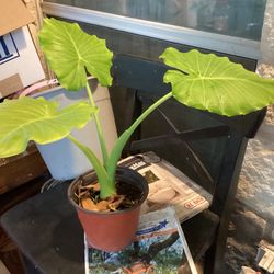 Elephant Ears Plant 
