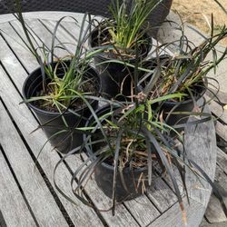 Black Mondo Grass