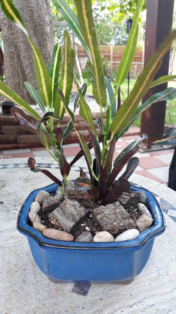 Luna croton plant