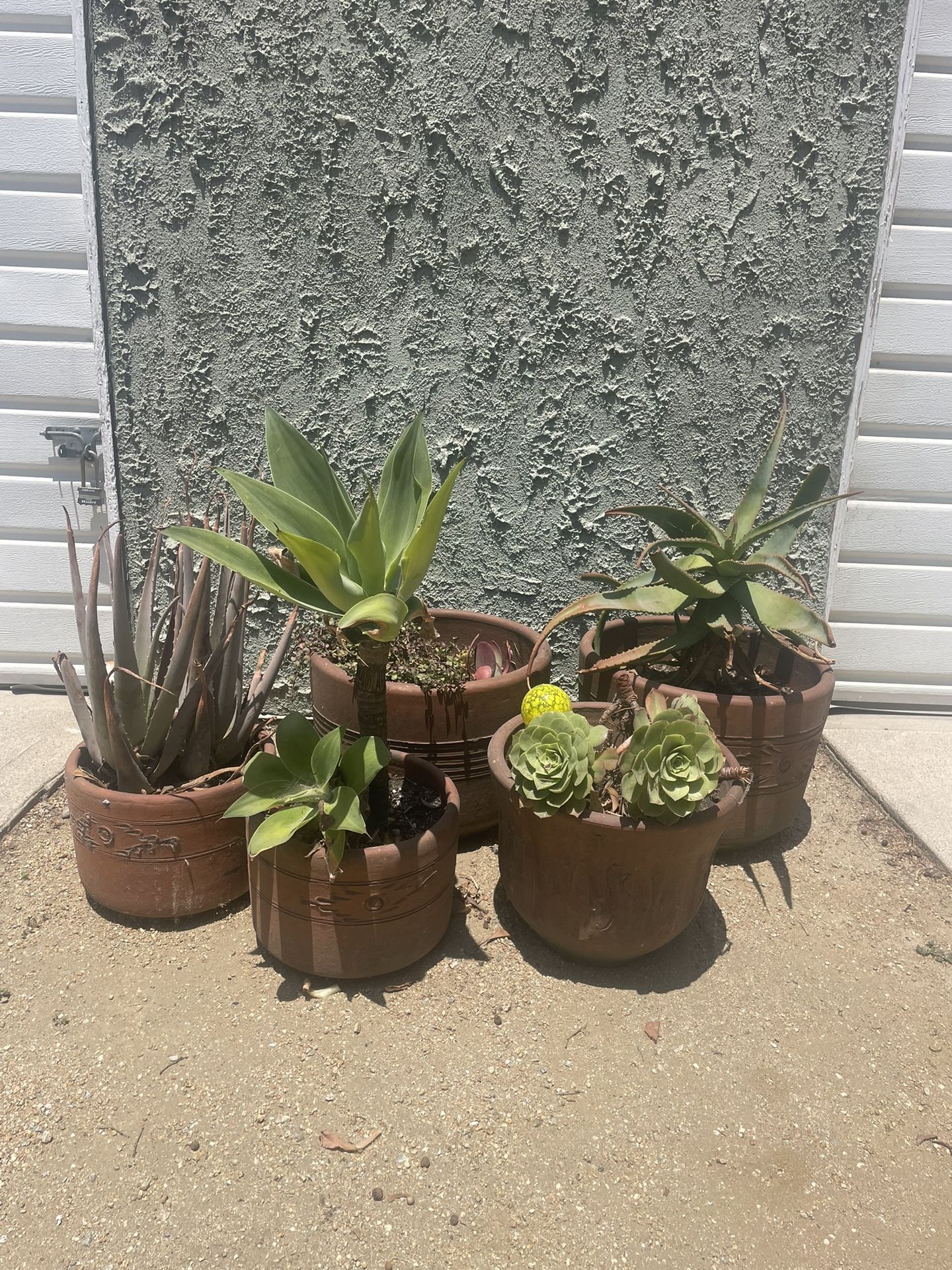 Potted Succulents