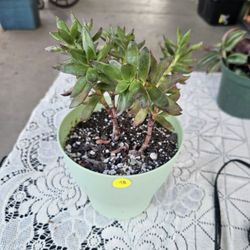 Succulent In Pastel Green Pot