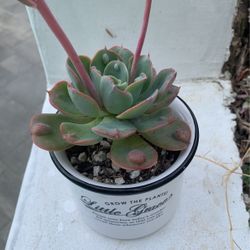 Succulent With Pot $15
