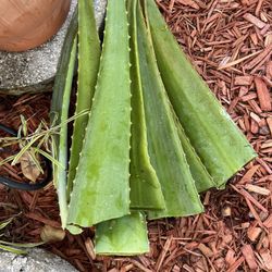 Fresh Cut Aloe Leaves