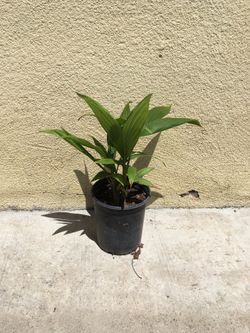 King palm tree