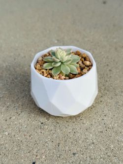 Succulents plants 🪴